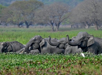 Indiens Oberstes Gericht ordnet neue Schutzmaßnahmen für wild lebende Elefanten an