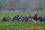 Indiens Oberstes Gericht ordnet neue Schutzmaßnahmen für wild lebende Elefanten an