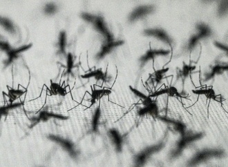 West-Nil-Virus laut EU-Gesundheitsbehörde aus zwölf europäischen Ländern gemeldet
