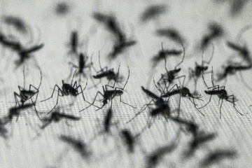 West-Nil-Virus laut EU-Gesundheitsbehörde aus zwölf europäischen Ländern gemeldet