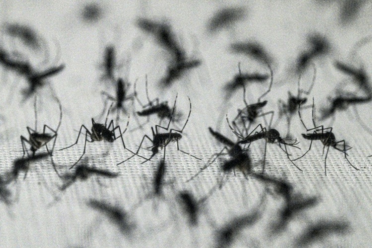 West-Nil-Virus laut EU-Gesundheitsbehörde aus zwölf europäischen Ländern gemeldet