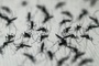 West-Nil-Virus laut EU-Gesundheitsbehörde aus zwölf europäischen Ländern gemeldet