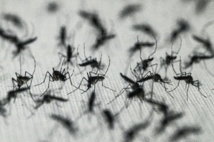 Nordmazedonien: Schon fünf Tote durch von Mücken übertragenes West-Nil-Virus