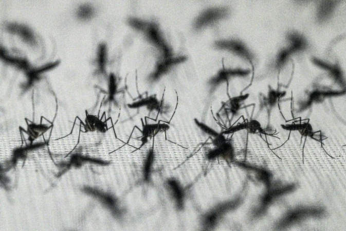 Nordmazedonien: Schon fünf Tote durch von Mücken übertragenes West-Nil-Virus