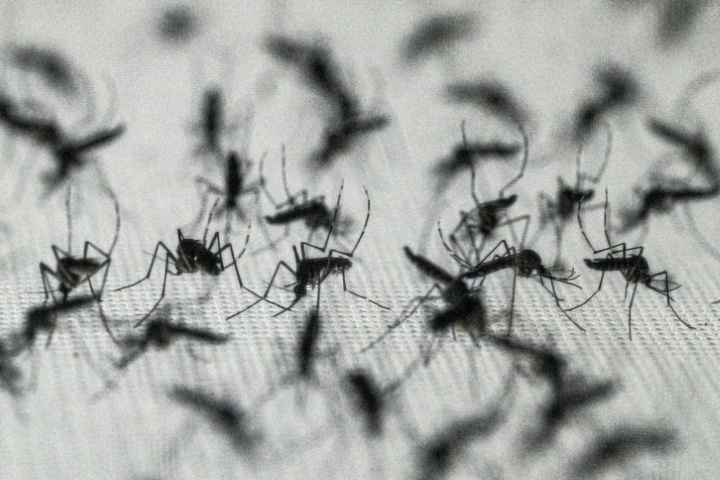 Nordmazedonien: Schon fünf Tote durch von Mücken übertragenes West-Nil-Virus