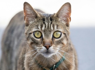 Wuppertal: Feuerwehr und Schornsteinfeger retten in Kaminschacht gestürzte Katze