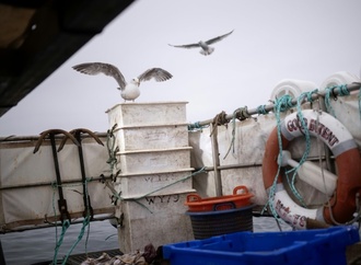 Fangverbot für Hering: EU will Ausnahme für Ostsee-Küstenfischer aufheben