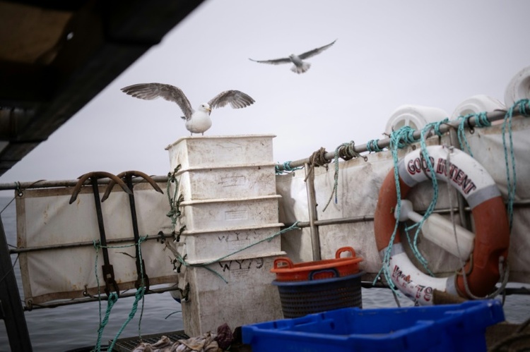 Fangverbot für Hering: EU will Ausnahme für Ostsee-Küstenfischer aufheben
