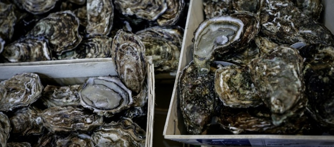 Polizei in Australien sucht Austernbdiebe - Muscheln im Wert von mehr als 200.00 Euro gestohlen