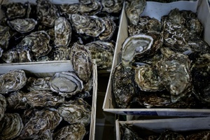 Polizei in Australien sucht Austernbdiebe - Muscheln im Wert von mehr als 200.00 Euro gestohlen
