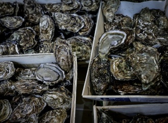 Polizei in Australien sucht Austernbdiebe - Muscheln im Wert von mehr als 200.00 Euro gestohlen