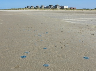 Quallenplage in Frankreich führt erneut zu Atomreaktor-Abschaltung
