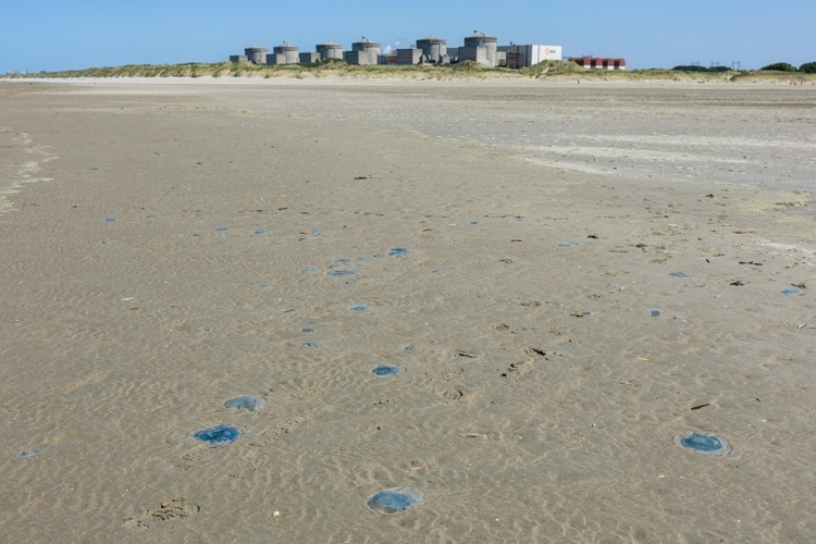 Quallenplage in Frankreich führt erneut zu Atomreaktor-Abschaltung