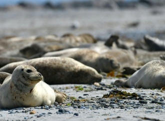 Stabiler Nachwuchs bei Seehunden in Wattenmeer: Knapp 2400 Jungtiere gezählt