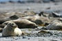 Stabiler Nachwuchs bei Seehunden in Wattenmeer: Knapp 2400 Jungtiere gezählt