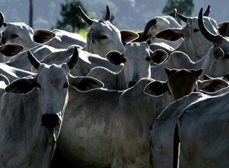 EU setzt Fleischimporte aus Brasilien wegen Antibiotika-Regeln aus
