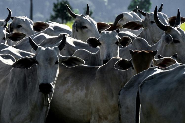 EU setzt Fleischimporte aus Brasilien wegen Antibiotika-Regeln aus