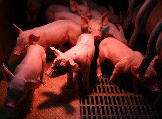 Stallbrand in Niedersachsen: 120 Schweine verenden