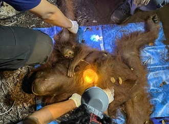 Orang-Utan-Mutter mit Jungtier von Baum in Waldbrandgebiet in Indonesien gerettet