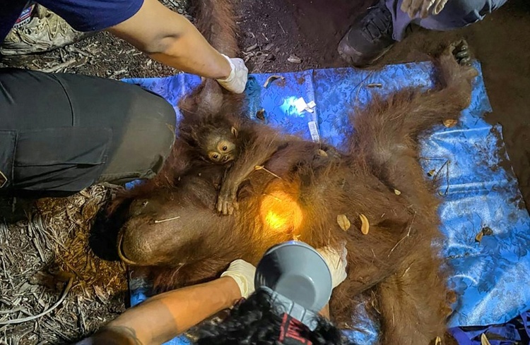 Orang-Utan-Mutter mit Jungtier von Baum in Waldbrandgebiet in Indonesien gerettet