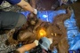 Orang-Utan-Mutter mit Jungtier von Baum in Waldbrandgebiet in Indonesien gerettet