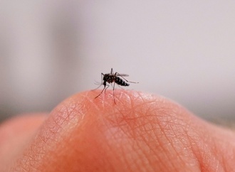 Flugverbot für Tigermücken: Französischer Bürgermeister greift durch