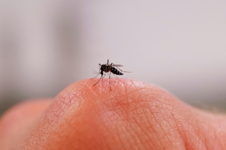 Flugverbot für Tigermücken: Französischer Bürgermeister greift durch