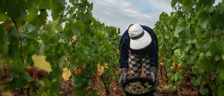 Schwache Ernte erwartet: Dürre- und Hitzesommer setzt Frankreichs Winzern zu