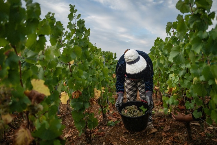 Schwache Ernte erwartet: Dürre- und Hitzesommer setzt Frankreichs Winzern zu