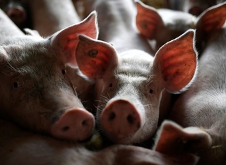 Schweinestall mit 1800 Tieren in Niedersachsen ausgebrannt
