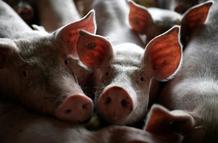 Schweinestall mit 1800 Tieren in Niedersachsen ausgebrannt