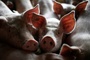 Schweinestall mit 1800 Tieren in Niedersachsen ausgebrannt