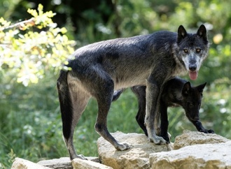 Mehr als 60 Schafe bei großem Wolfsangriff in Frankreich getötet