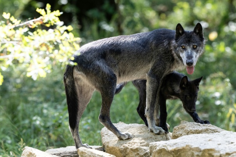 Mehr als 60 Schafe bei großem Wolfsangriff in Frankreich getötet