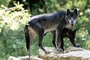 Mehr als 60 Schafe bei großem Wolfsangriff in Frankreich getötet