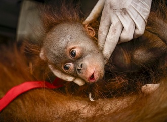 Sechs Orang-Utans vor Waldbränden in Indonesien gerettet