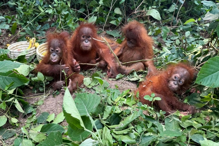 Fünf junge Orang-Utans ohne Muttertier in Indien gefunden - Rückkehr nach Indonesien geplant