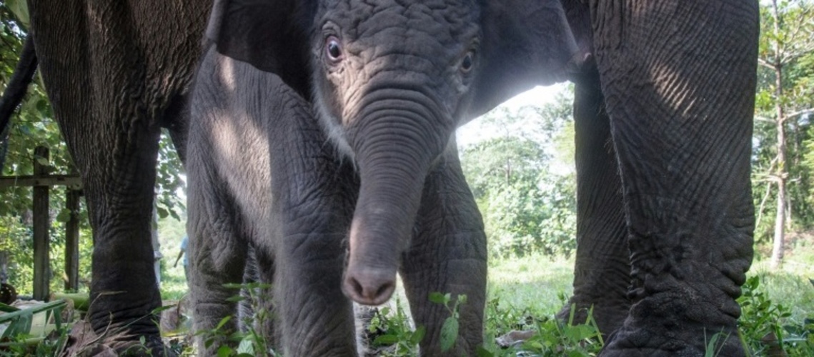 Bedrohte Sumatra-Elefanten wegen Waldbränden in Indonesien noch stärker gefährdet