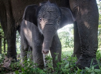Bedrohte Sumatra-Elefanten wegen Waldbränden in Indonesien noch stärker gefährdet