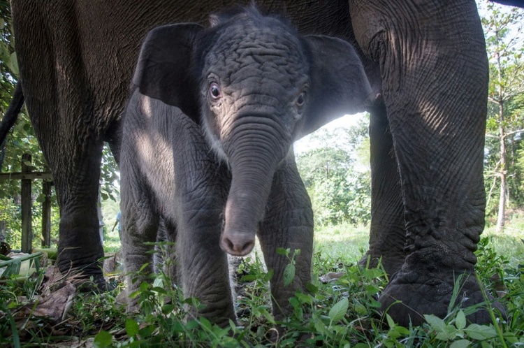 Bedrohte Sumatra-Elefanten wegen Waldbränden in Indonesien noch stärker gefährdet