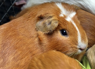 Niedersachsen: Unbekannte setzen fast 50 Meerschweinchen in Wald aus