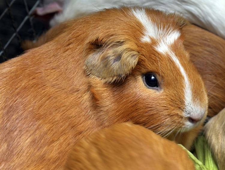 Niedersachsen: Unbekannte setzen fast 50 Meerschweinchen in Wald aus