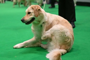 Als Wachhund unbrauchbar: Golden Retriever versucht mit Einbrecher zu spielen