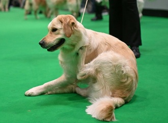 Als Wachhund unbrauchbar: Golden Retriever versucht mit Einbrecher zu spielen