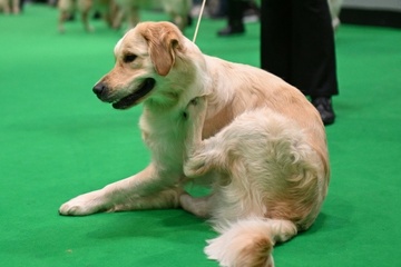 Als Wachhund unbrauchbar: Golden Retriever versucht mit Einbrecher zu spielen
