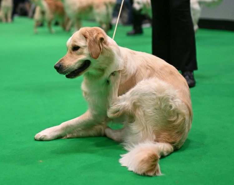 Als Wachhund unbrauchbar: Golden Retriever versucht mit Einbrecher zu spielen