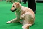 Als Wachhund unbrauchbar: Golden Retriever versucht mit Einbrecher zu spielen