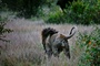 Vergiftungsverdacht: Zehn Löwen in Naturschutzgebiet in Tansania tot aufgefunden