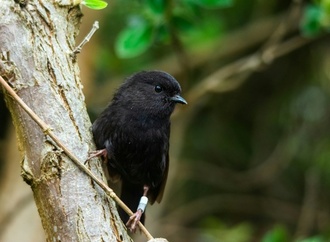 Wahl mit Rekordbeteiligung: Chathamschnäpper ist Neuseelands Vogel des Jahres