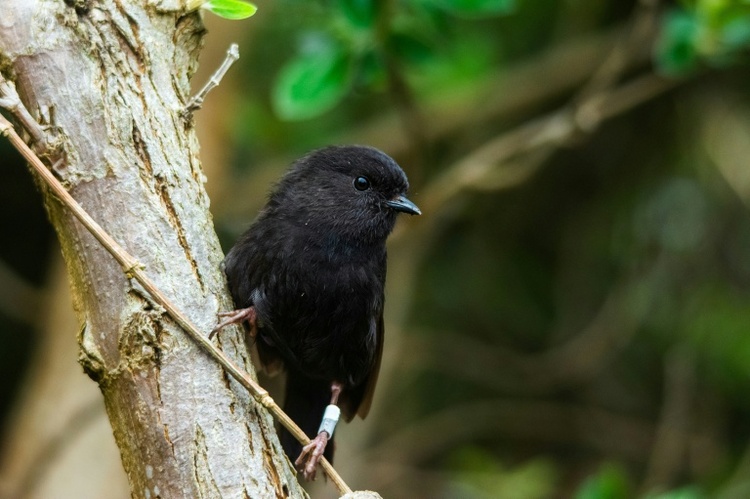 Wahl mit Rekordbeteiligung: Chathamschnäpper ist Neuseelands Vogel des Jahres